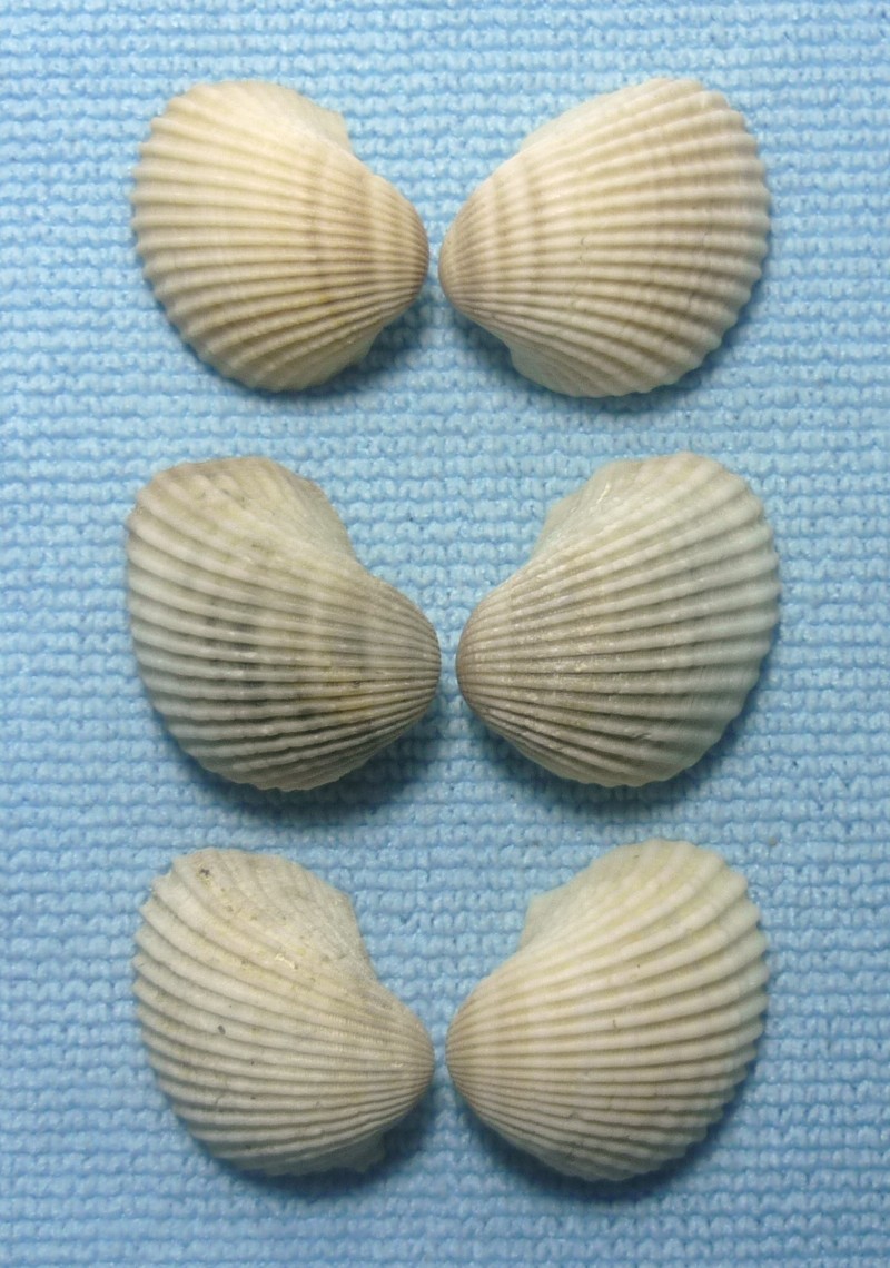 Anadara polii
